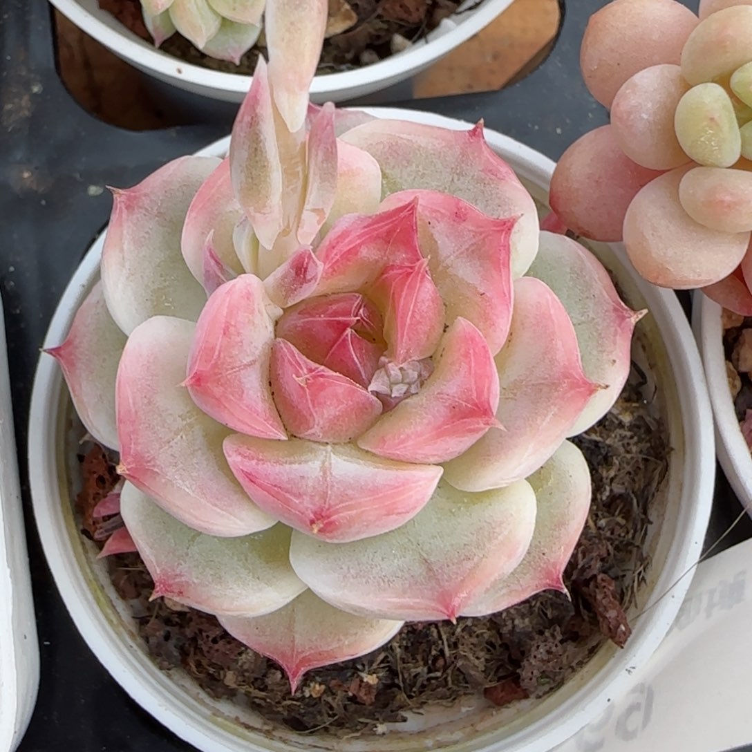 花语逸境0310-69