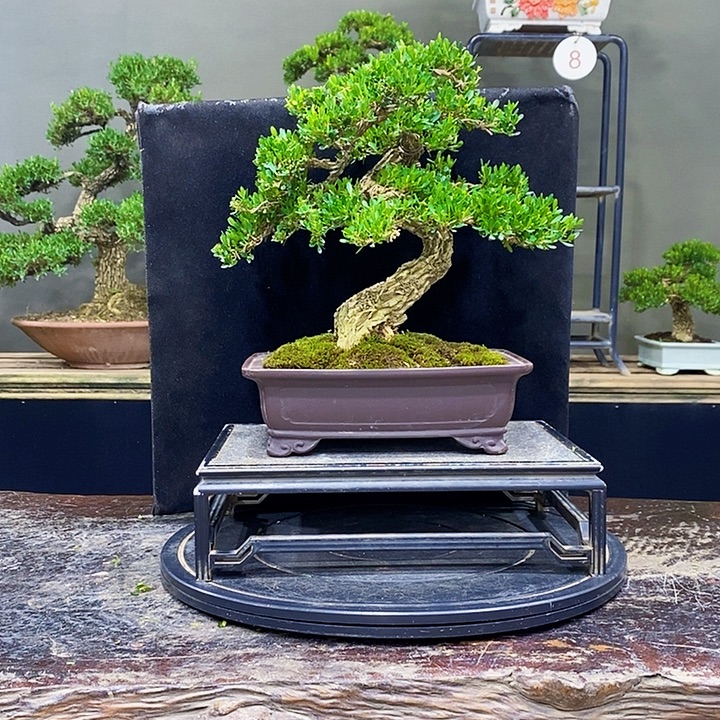 无花朵黄杨盆景四季常青