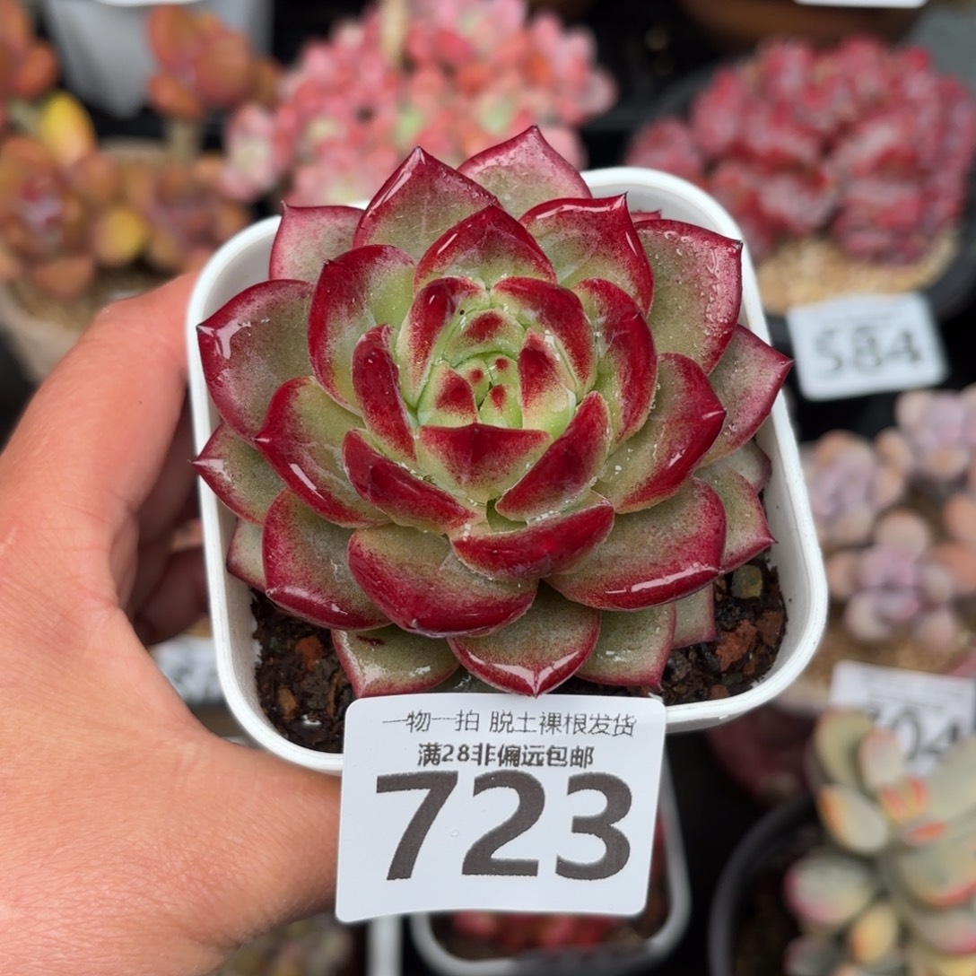 黑武士单头无盆土发货