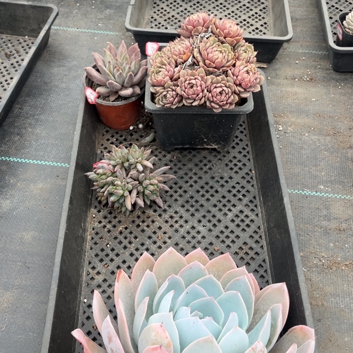 白***云笨吧重楼水晶糖爪白莲