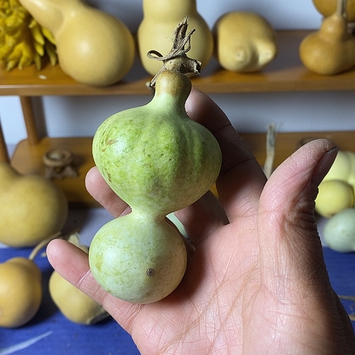 程***人青皮葫芦手把件葫芦种子