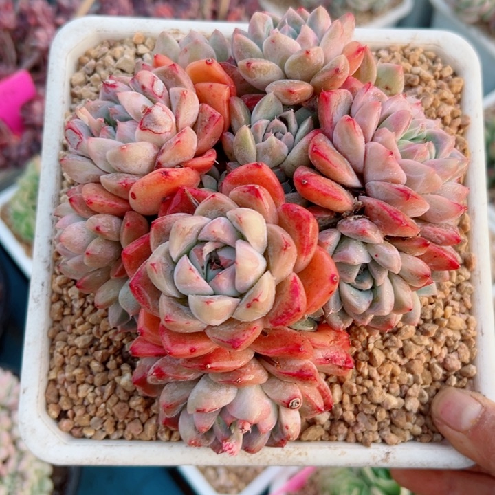 精品多肉植物老桩