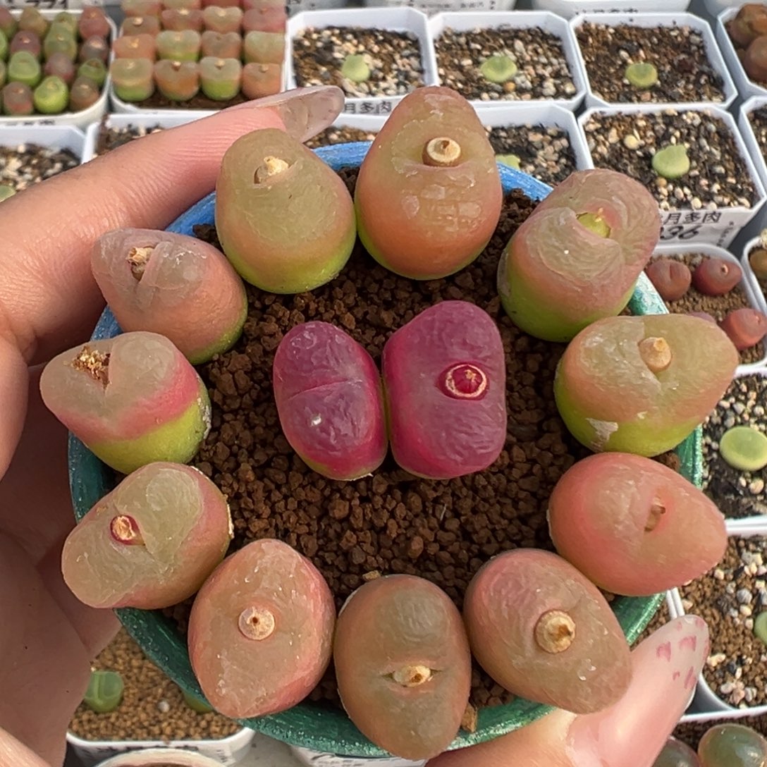 052毛汉尼裸根发货