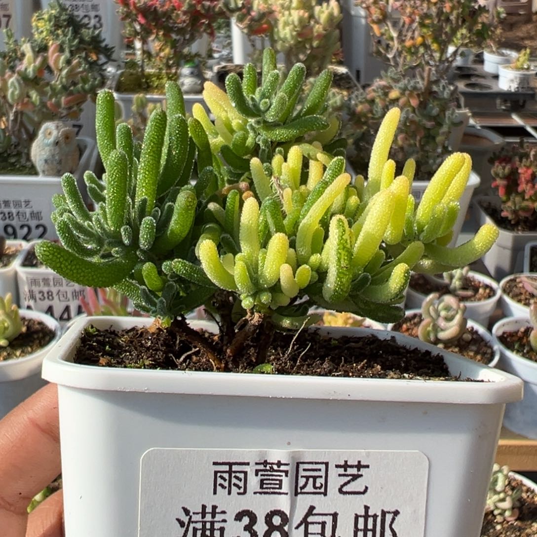 5-132荧光兔阴阳锦拉丝锦老桩七方盆