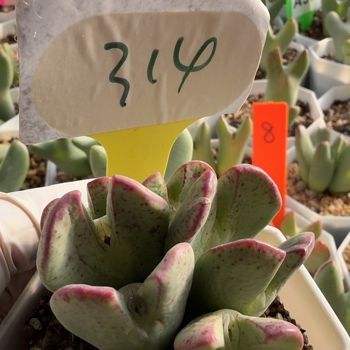 小***鲤314mmmmmmmmmmmmmmmmm