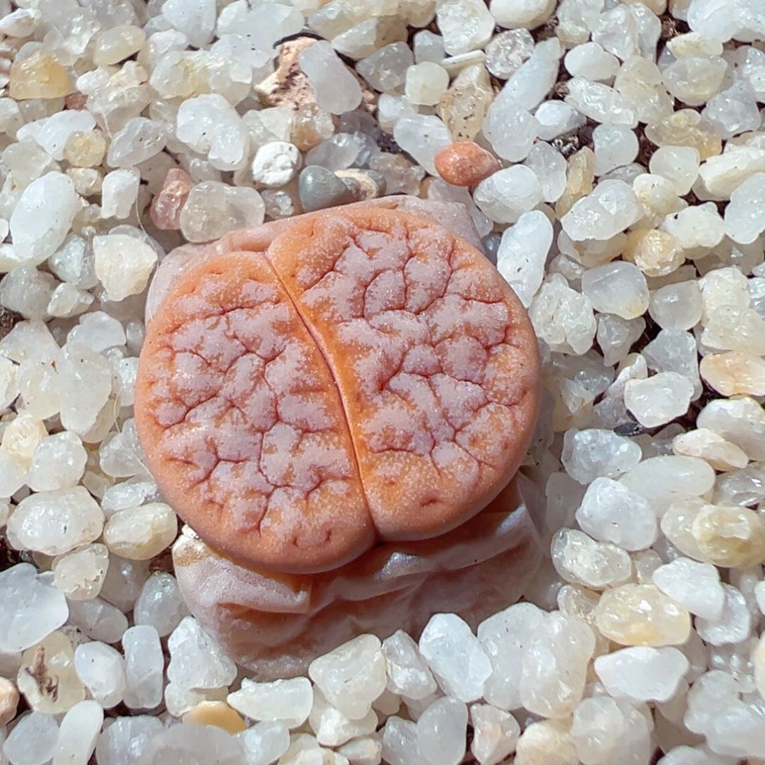 0204-178多肉多肉