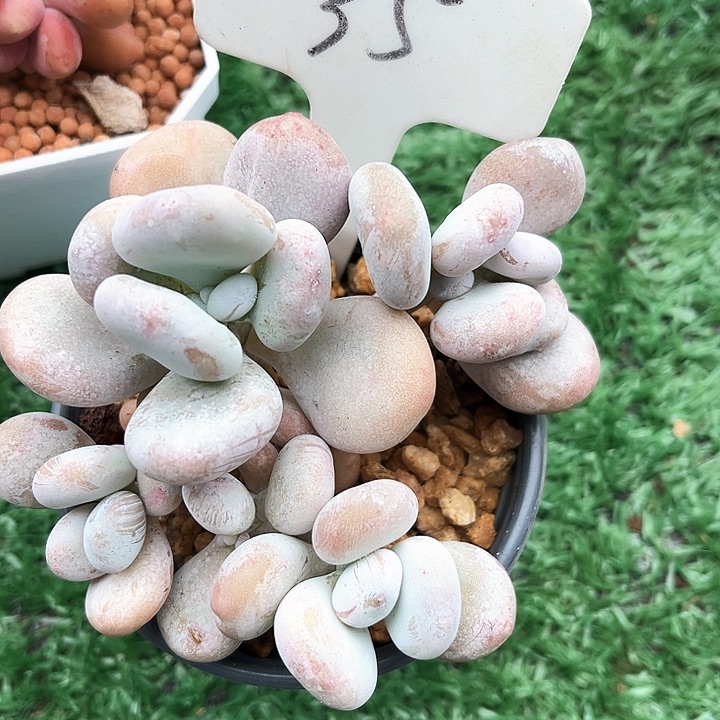 我是你的小可爱啊我的小可爱