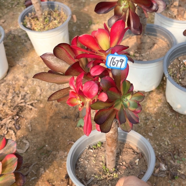 有砍巫毒丛林朵1679