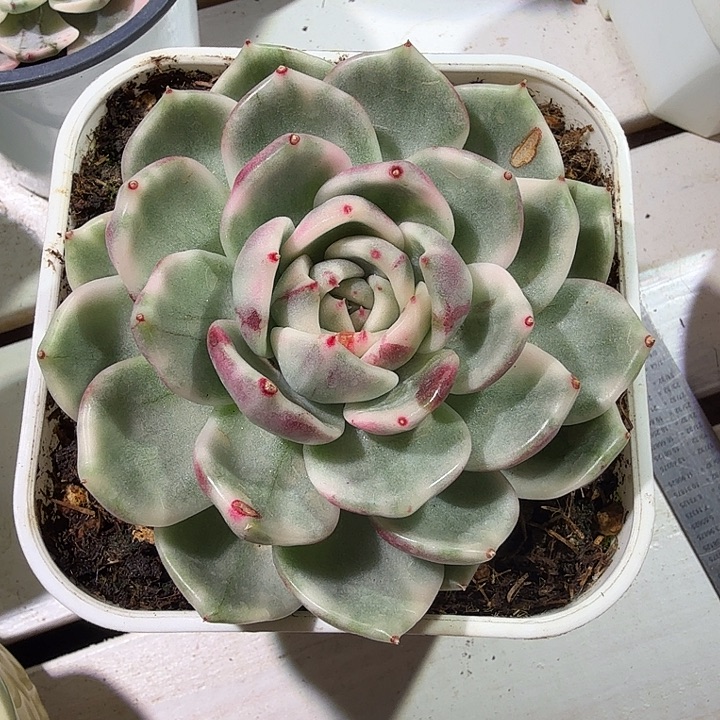 胖体黑玫瑰锦多肉植物