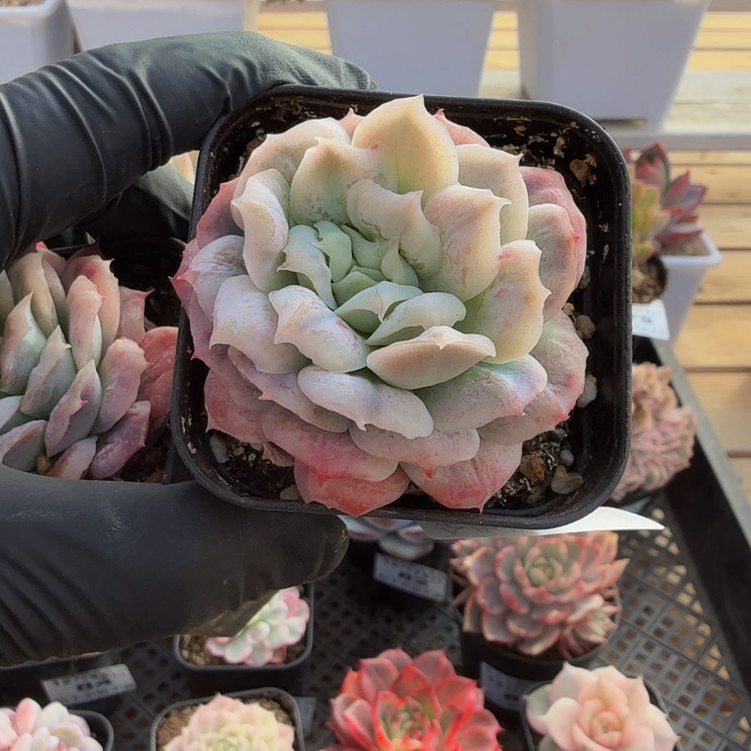 1212-91泡泡纱裙单头