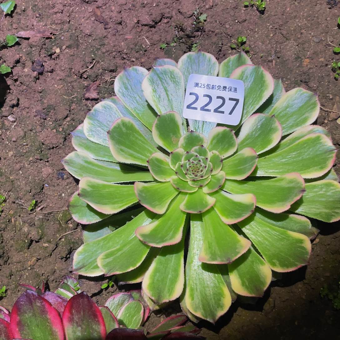 2227玉兔多肉植物