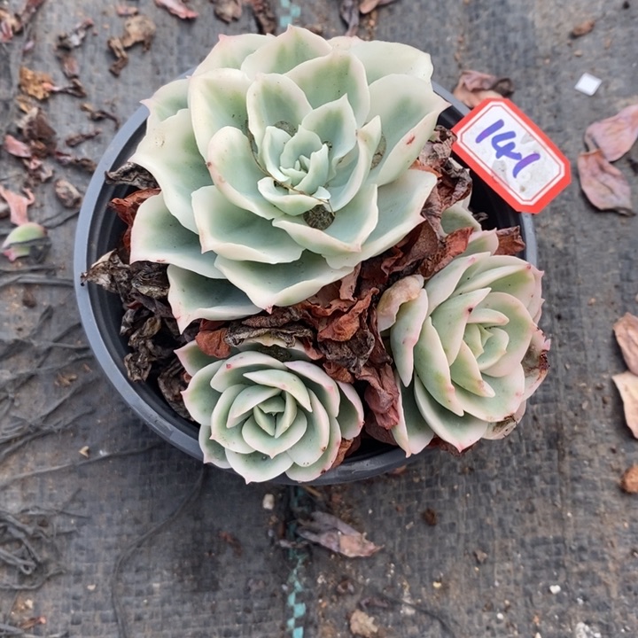 苏*一物一拍柠檬玫瑰多肉141