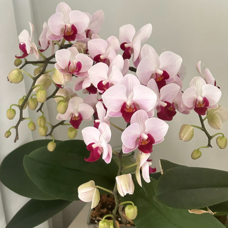 蝴蝶兰（貂蝉）2.8寸杯苗子