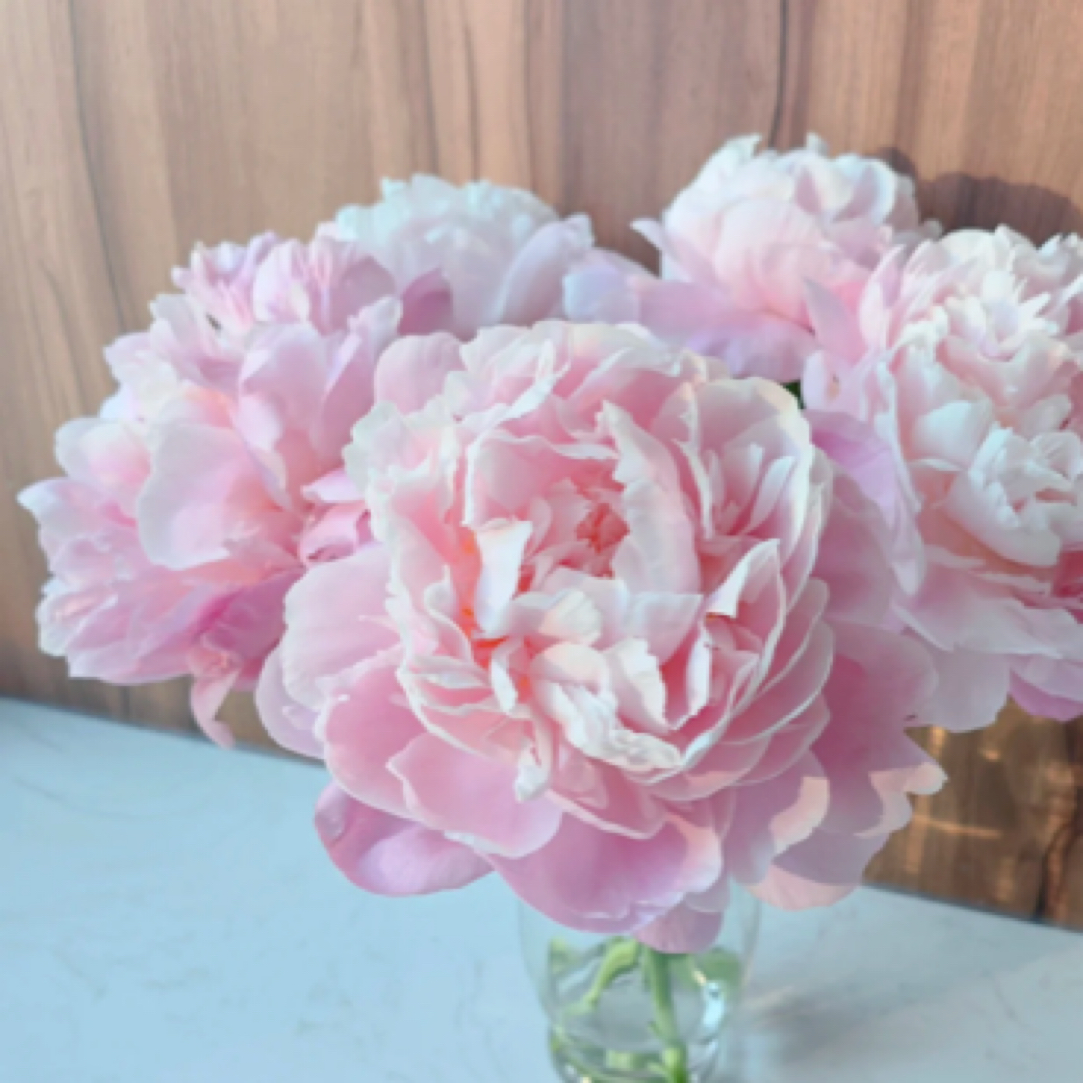 【新娘出浴】重瓣芍药庭院阳台耐寒观赏本春季鲜切花