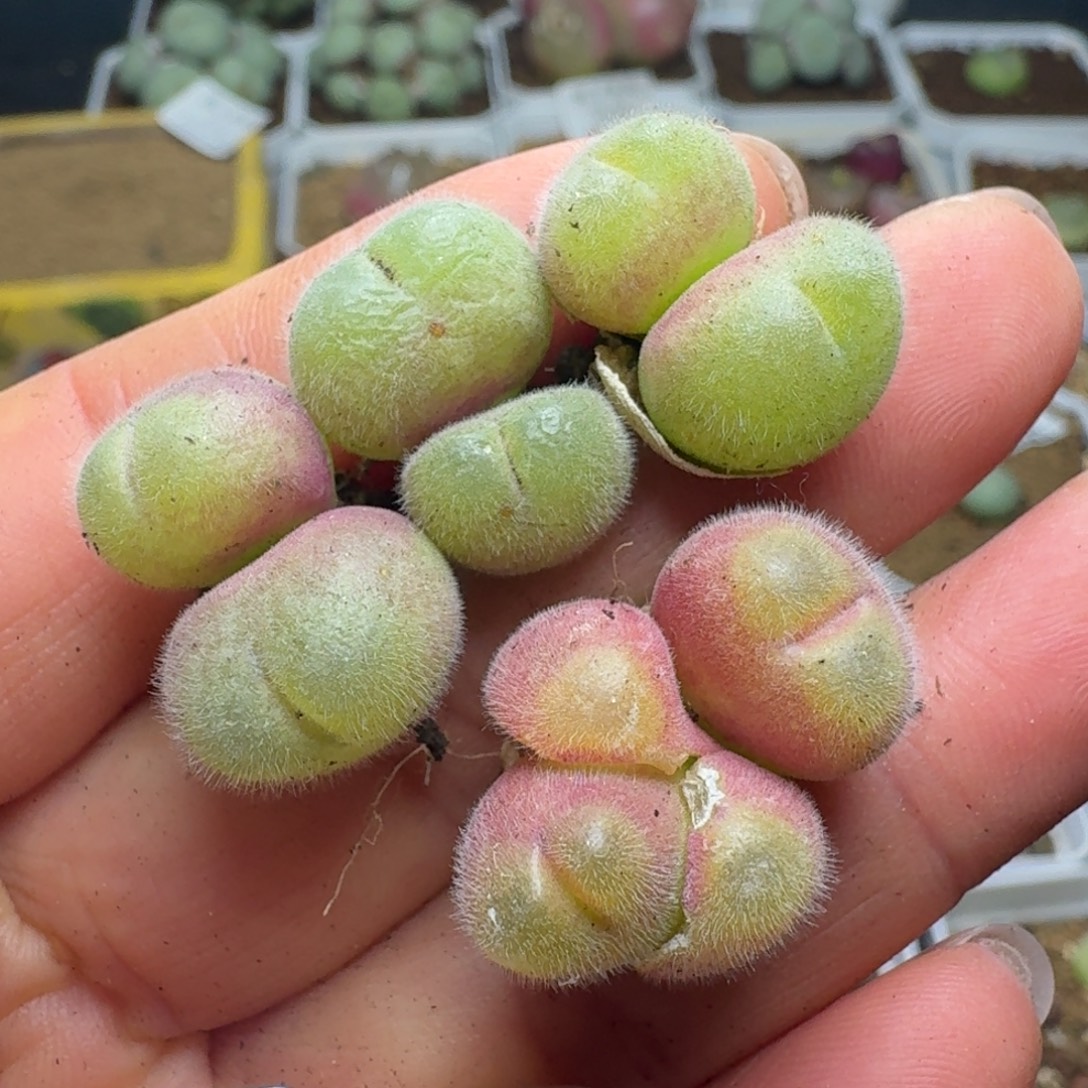 4600四颗长毛翠滴8888