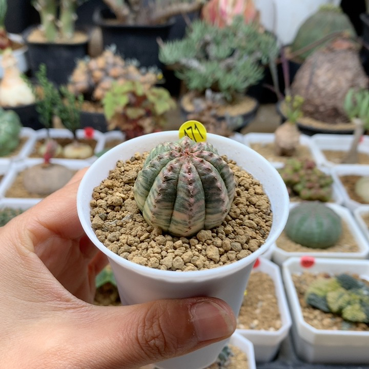神玉布纹球锦自根带盆