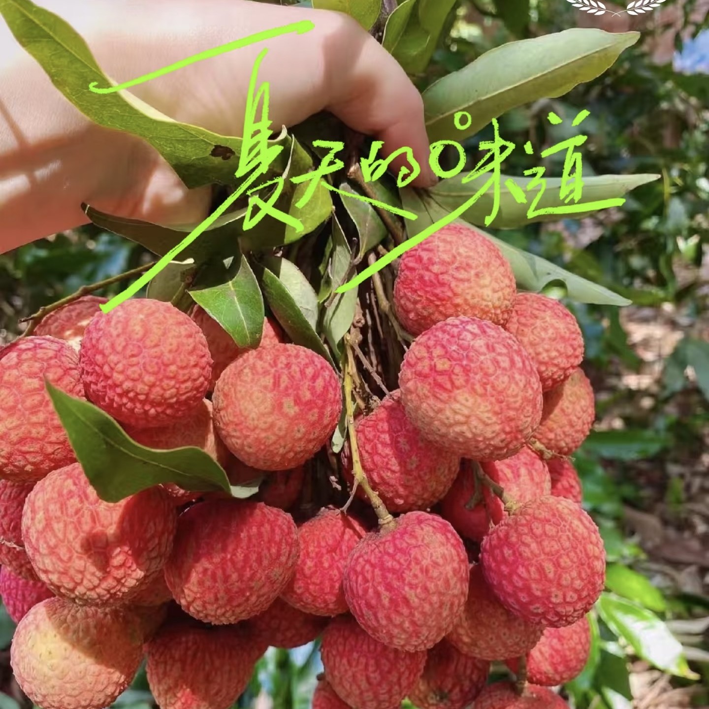 【京东顺丰圆通】白糖罂荔枝味道好新鲜现摘当季水果清凉超甜多汁