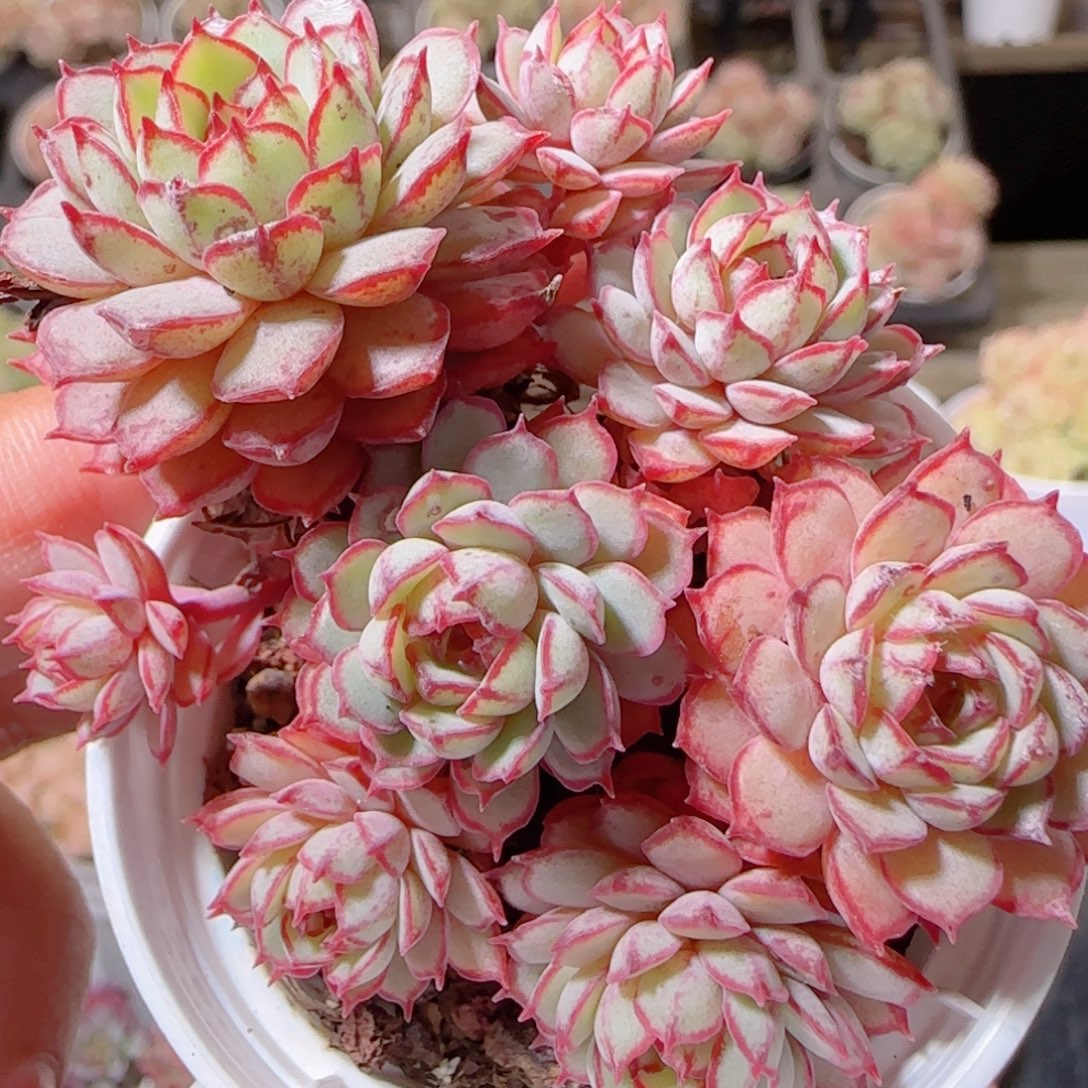 花语多肉1211-127落日