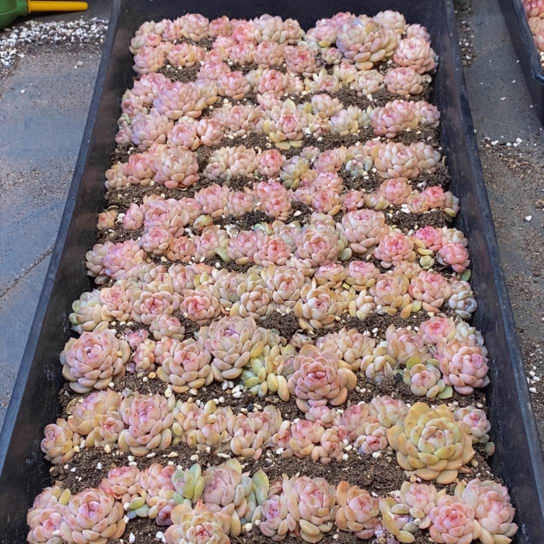 472多肉植物我都是这样吃