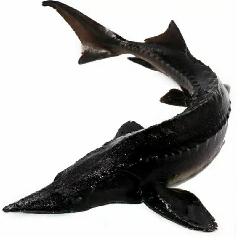 1渔场直发 寻鱼 10-20g 生态养殖