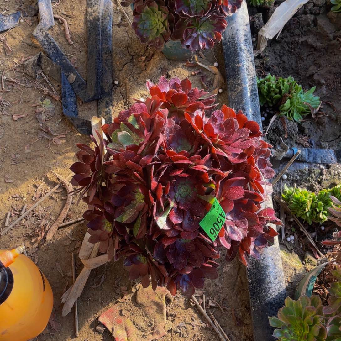 黑寡妇法师朵朵1-31