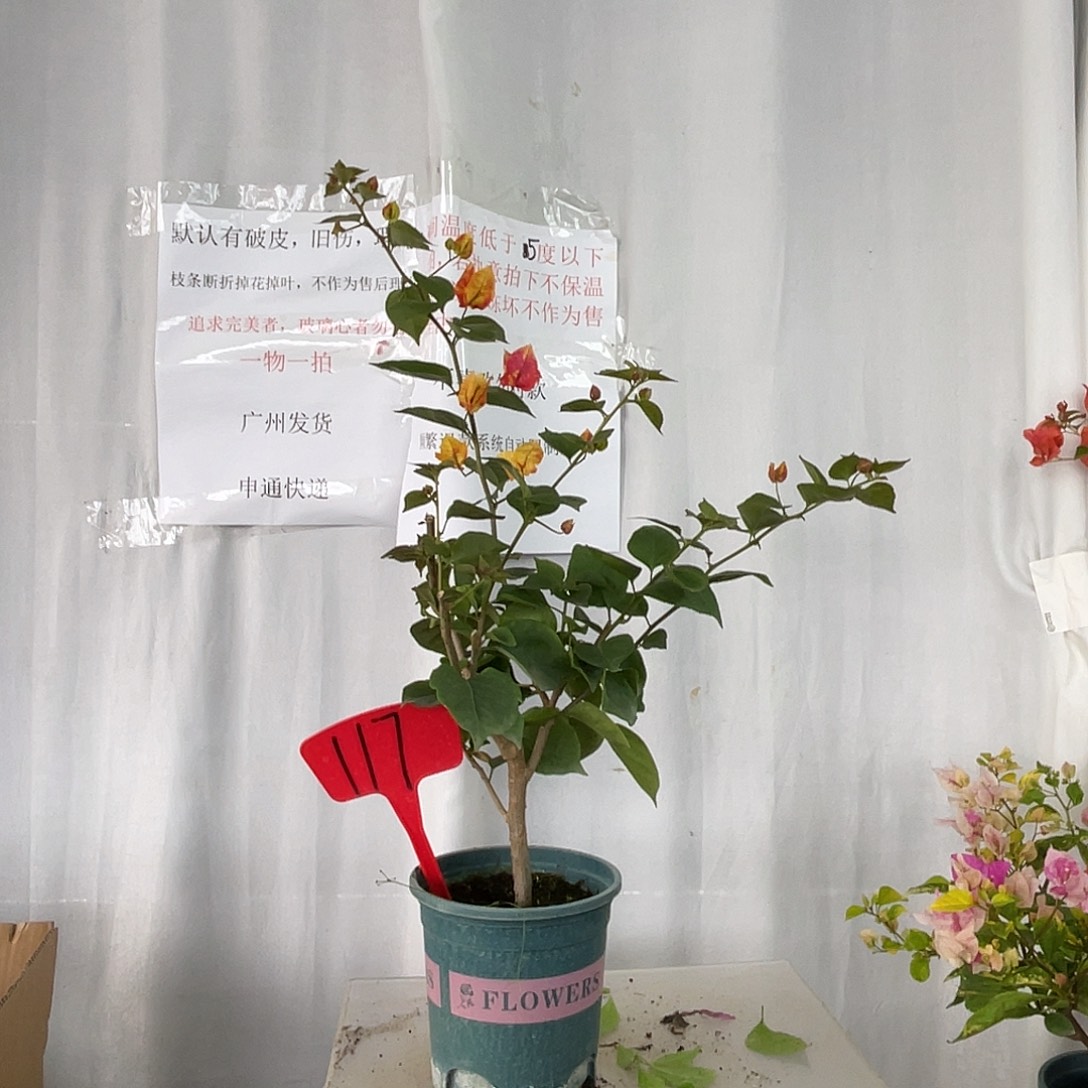 当前无花栽培后可以开花117哪吒