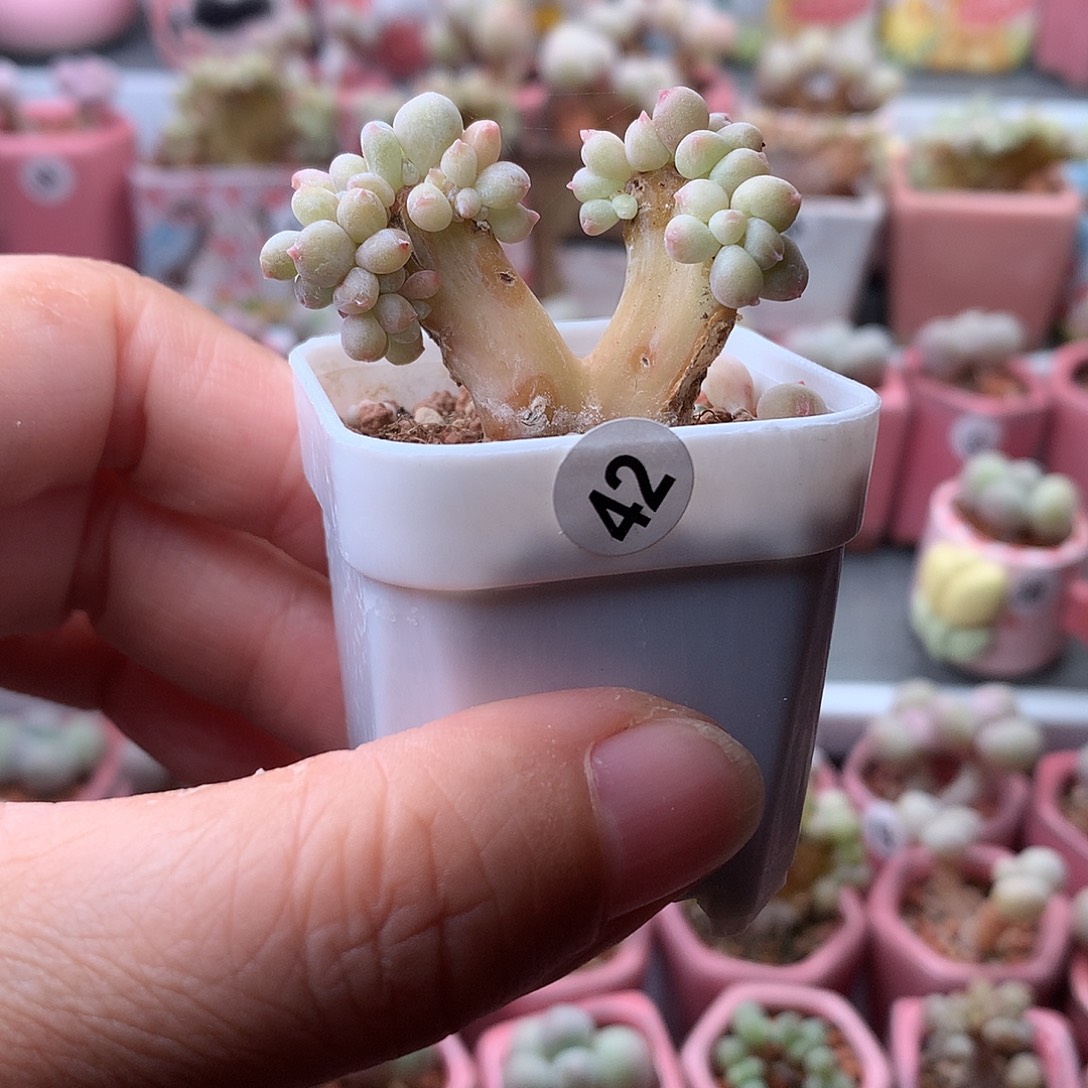 萤火虫奶酪带盆发货