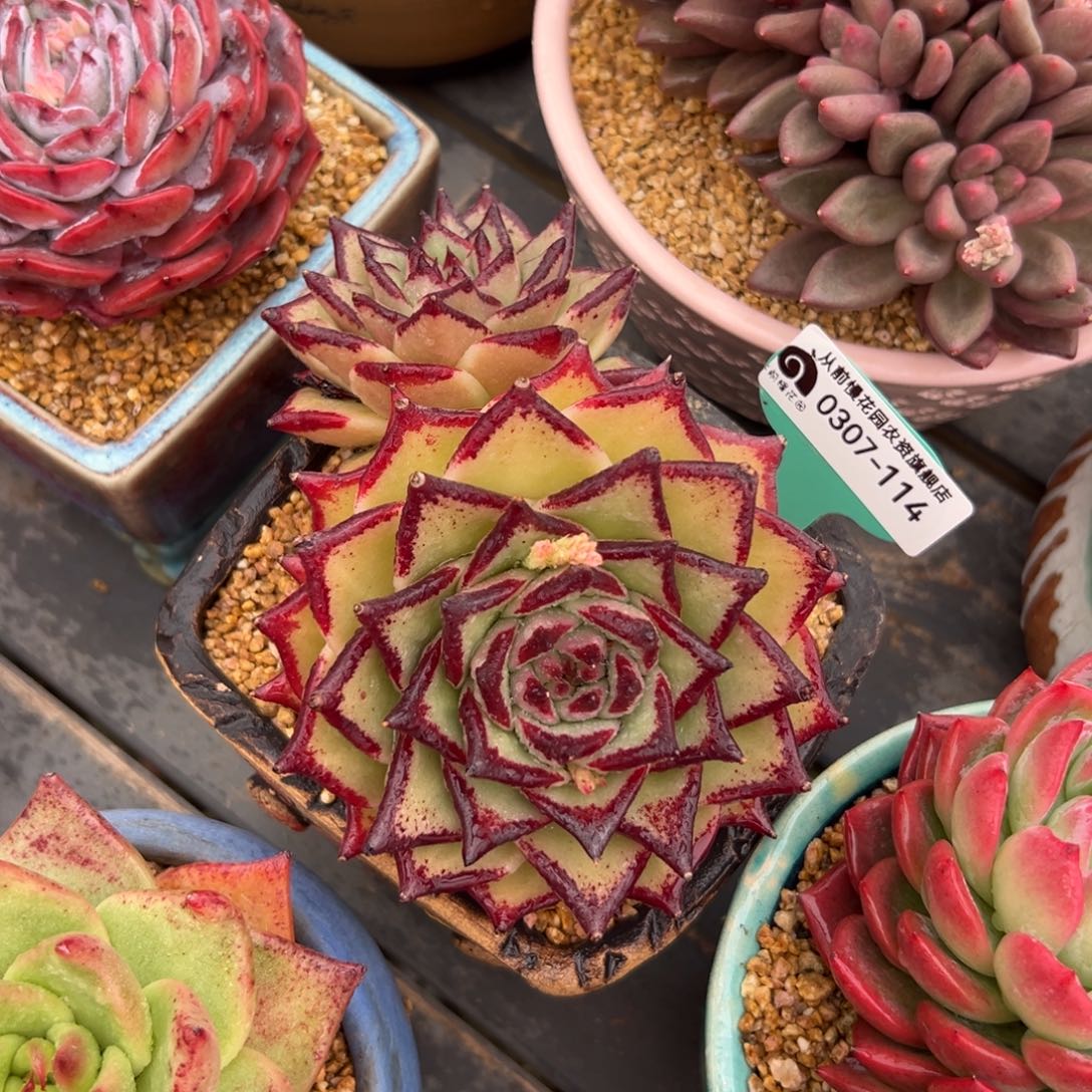 多肉一物一拍0307-114