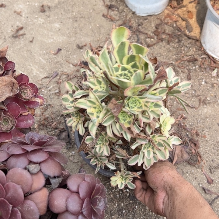 魅金白兰地黑珍珠三颗组多肉植物量上