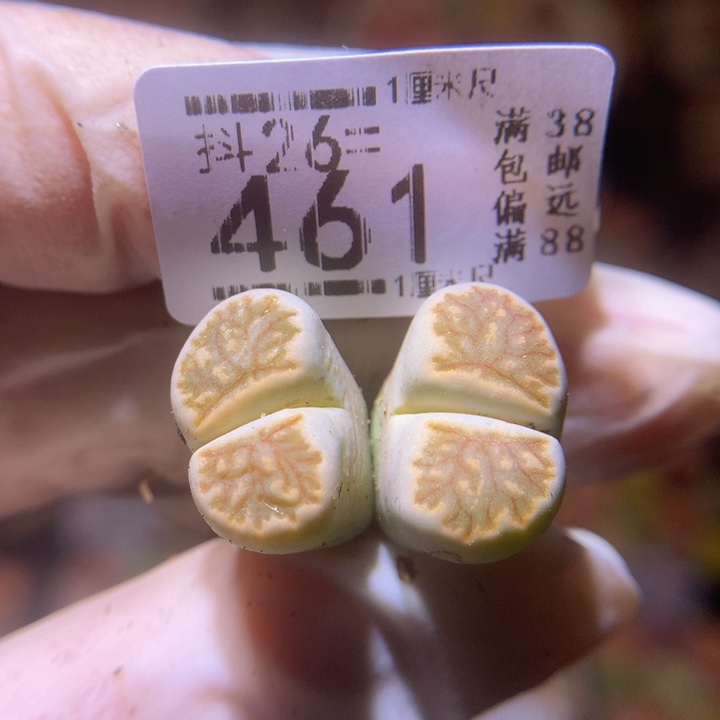 精品生石花26.461绿菊