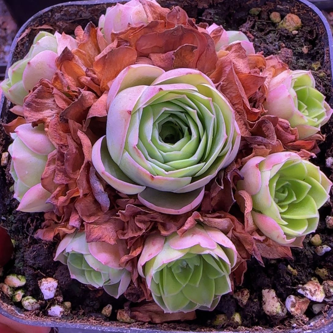 绒宵玫瑰十方杯绣球907