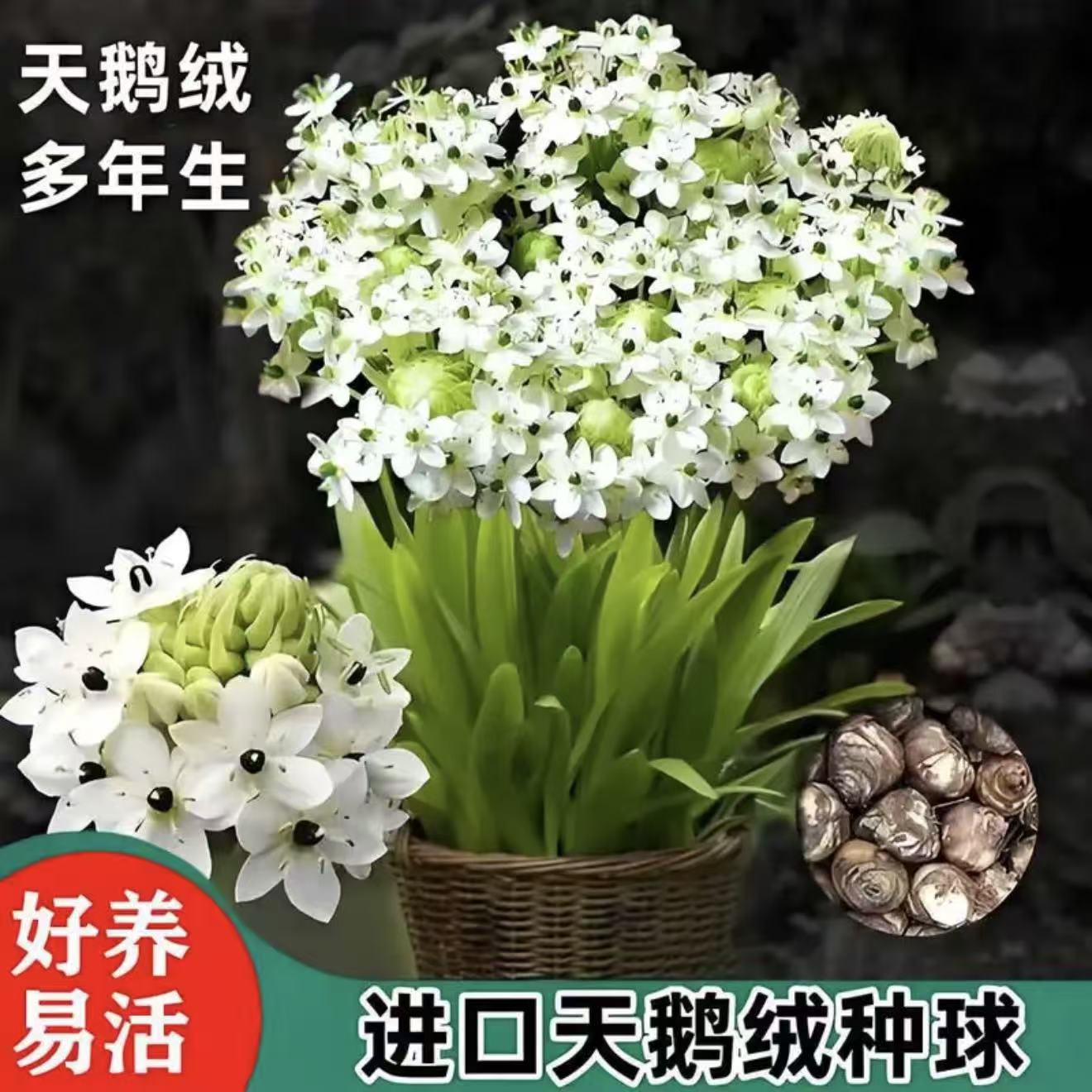 天鹅绒伯利恒之星种球阳台庭院盆栽浓香花卉植物
