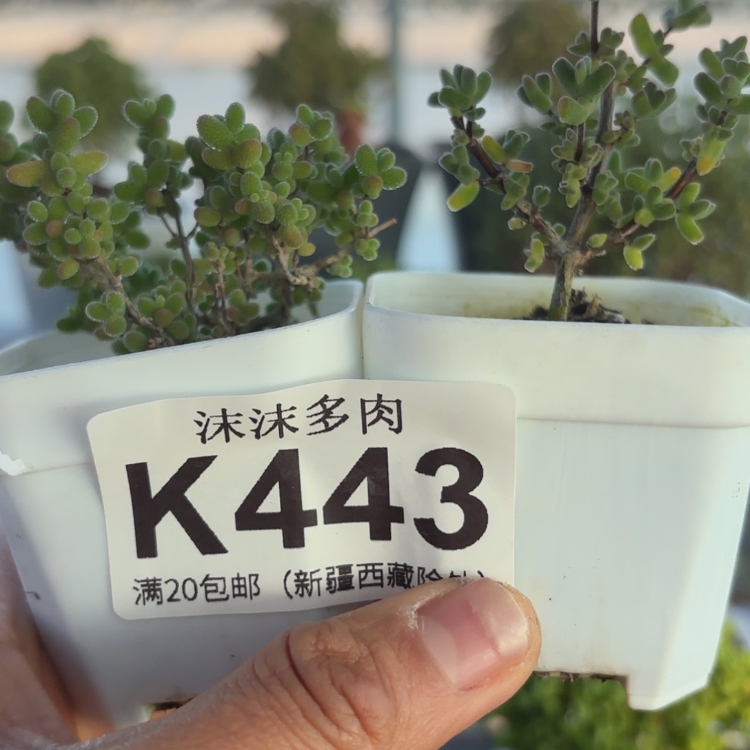 君***知443蜜橘和虾钳组合