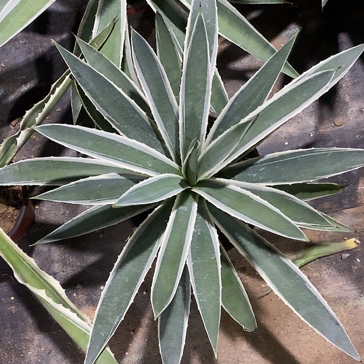 完美主义者勿拍银边大颗