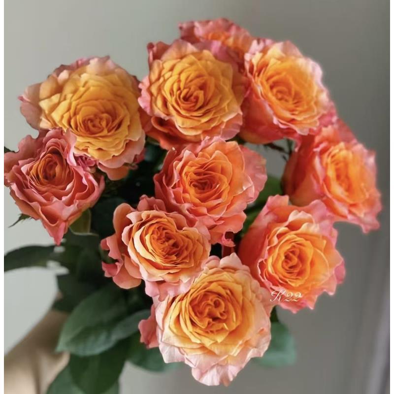 【火灵鸟】单头玫瑰 真花 鲜切花 云一单中通 拍够任意两单鲜花顺丰