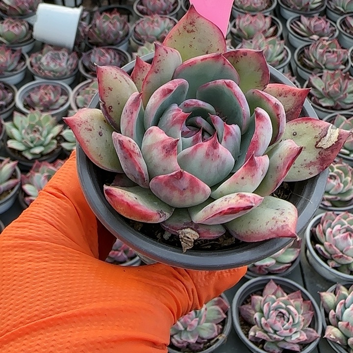 277 惊鸿仙子多肉植物6-9cm