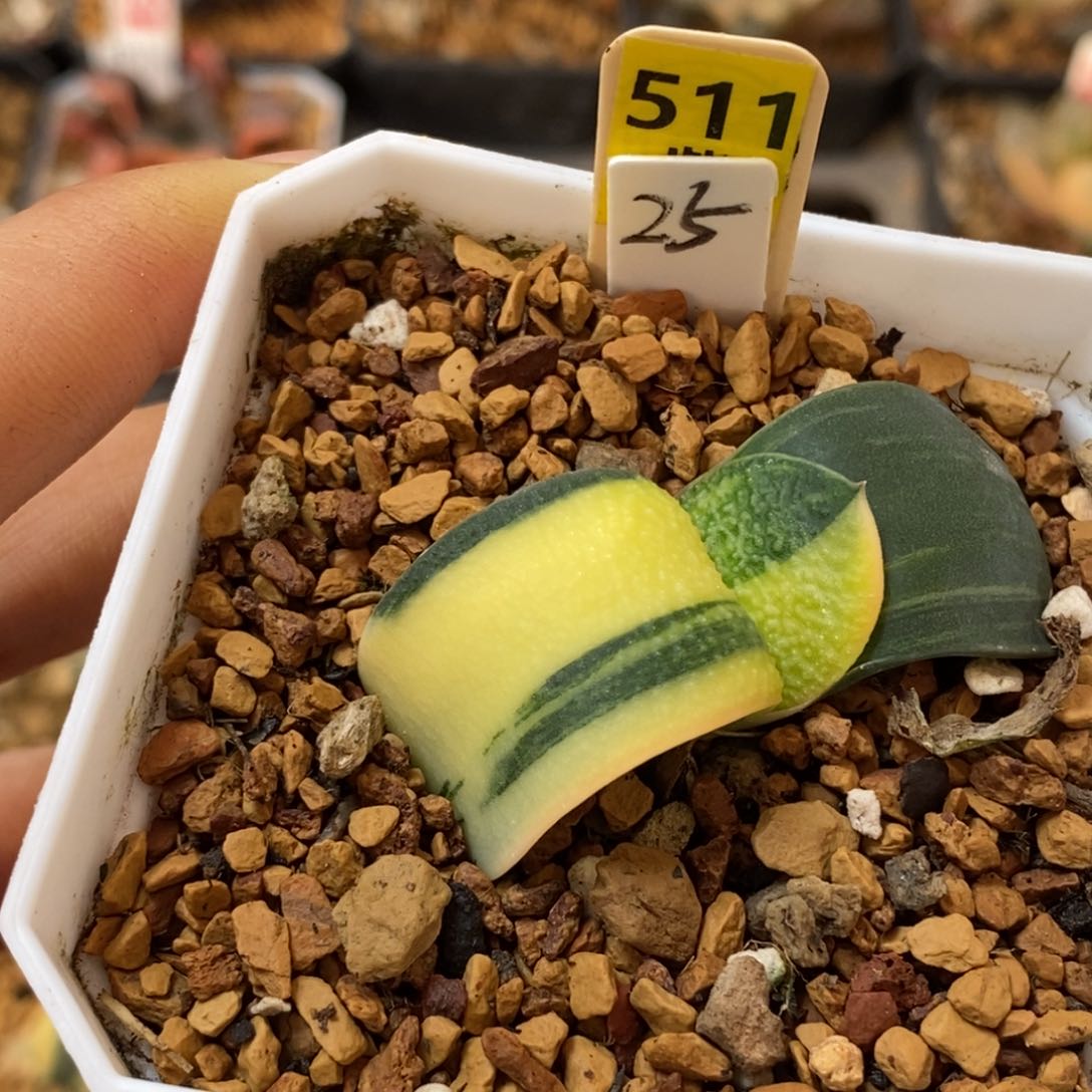 511卧牛多肉植物