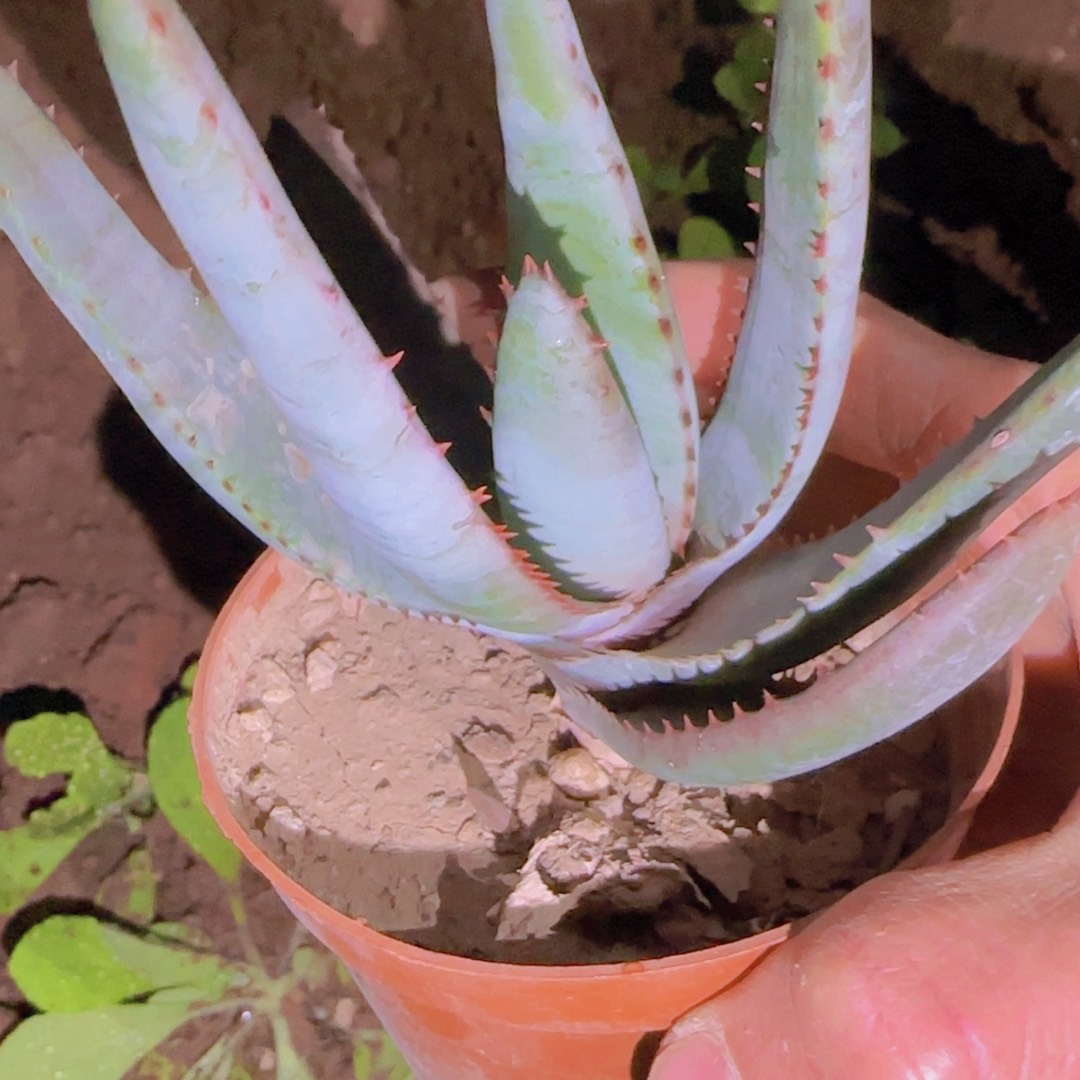 块根植物块根植物