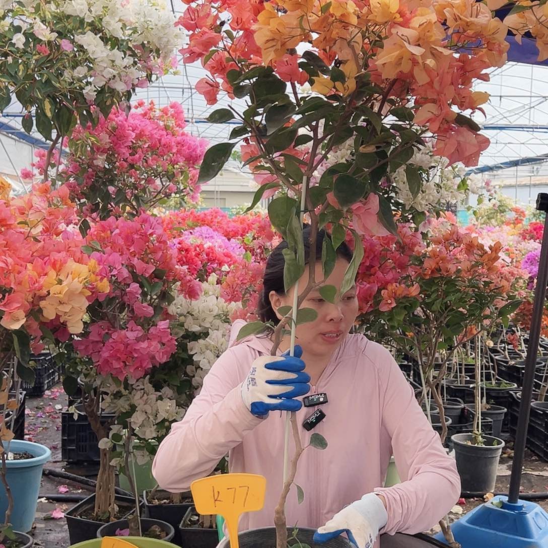 开****大部分花苞少量开放K77阿达娜