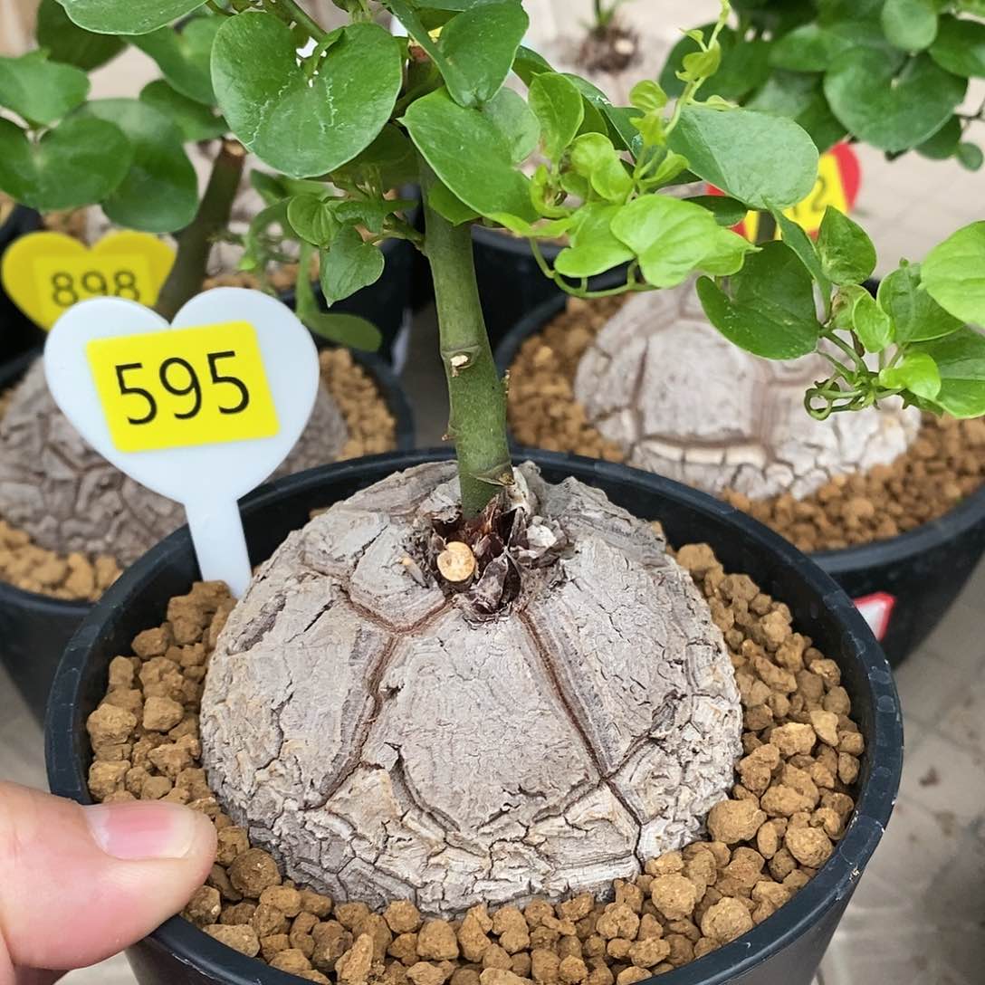 南非龟甲龙龟甲龙