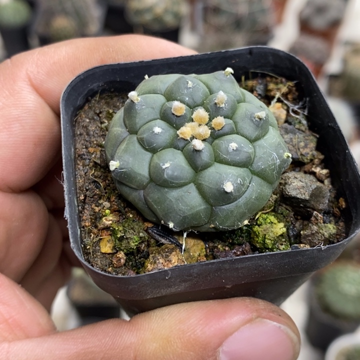 实生龟甲兜特价福利