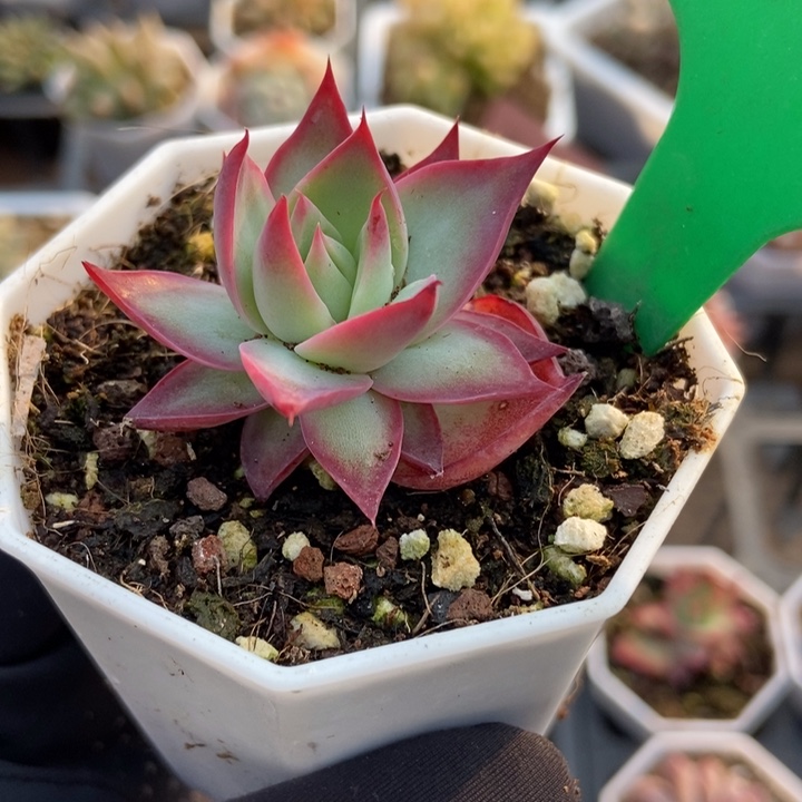 1660惊鸿仙子多肉植物保护