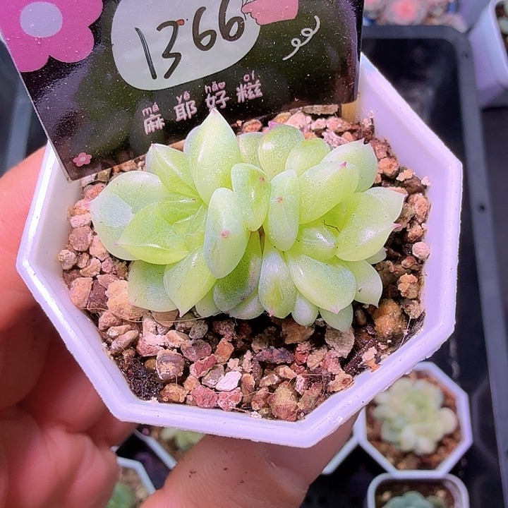 ，1366甜心多肉植物特价