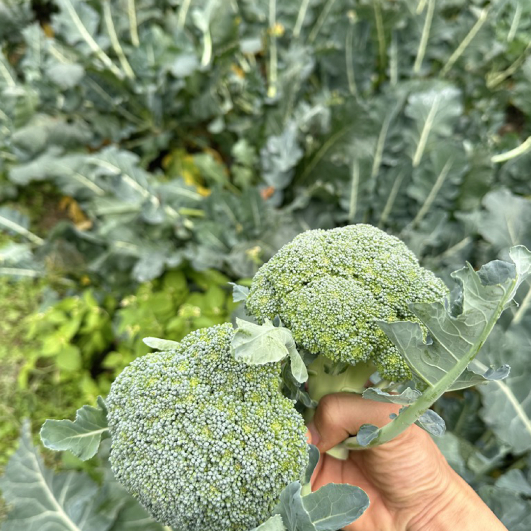 贵州高山农家种植新鲜清甜露天种植西兰花当季时令蔬菜