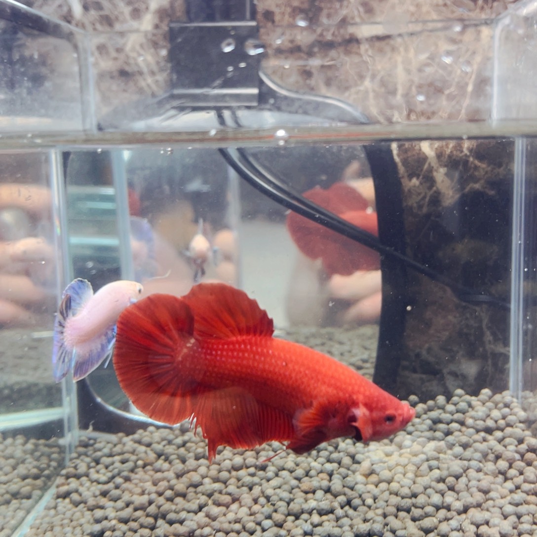 斗鱼服务社会实践喔喔喔喔