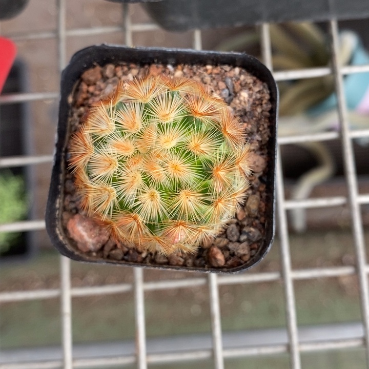 伯克利和格蕾纳等著名音乐家都