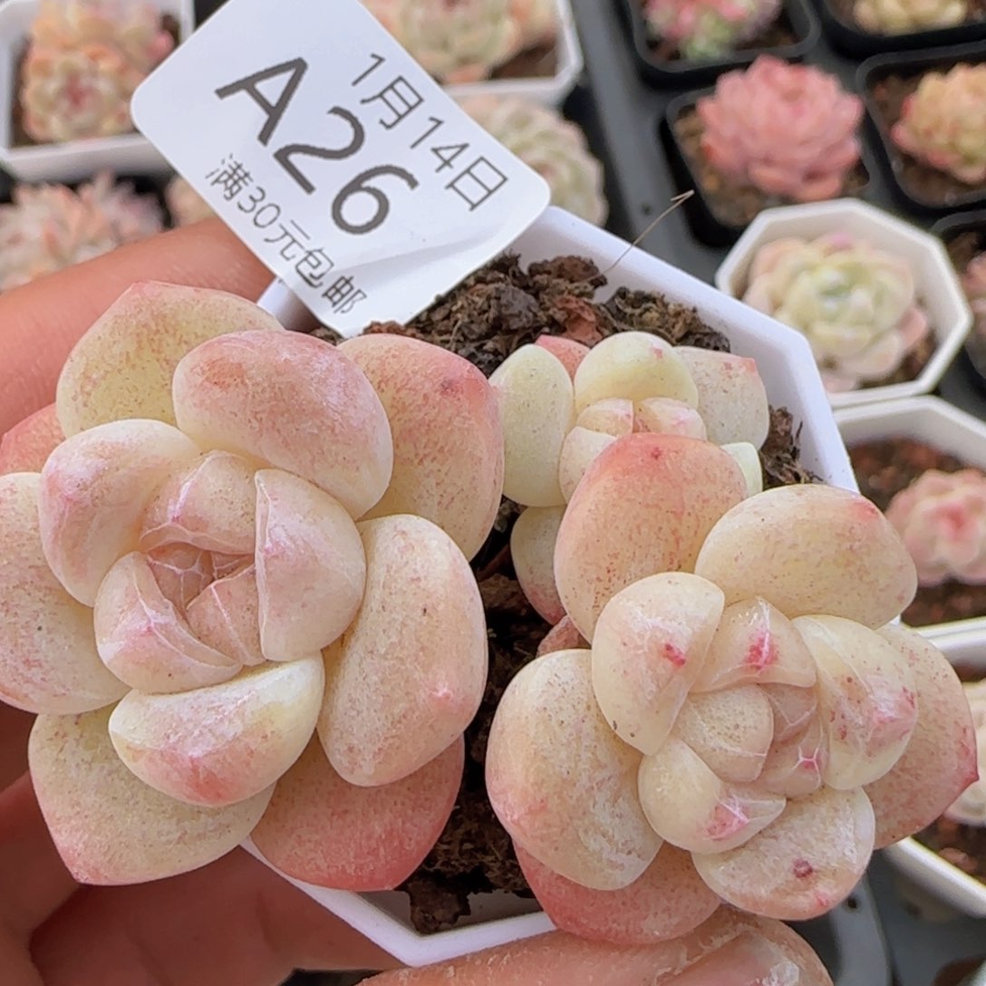 三头老桩冰玉一颗脱土