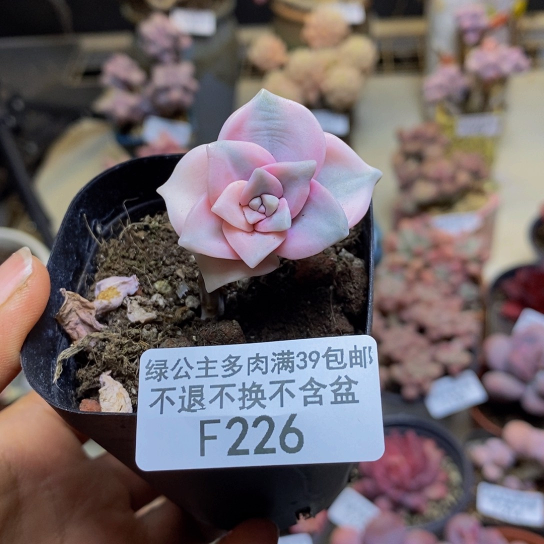 226彩虹锦多肉2cm