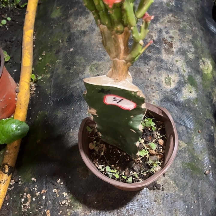 小***呀，51号脱盆粉雷神，