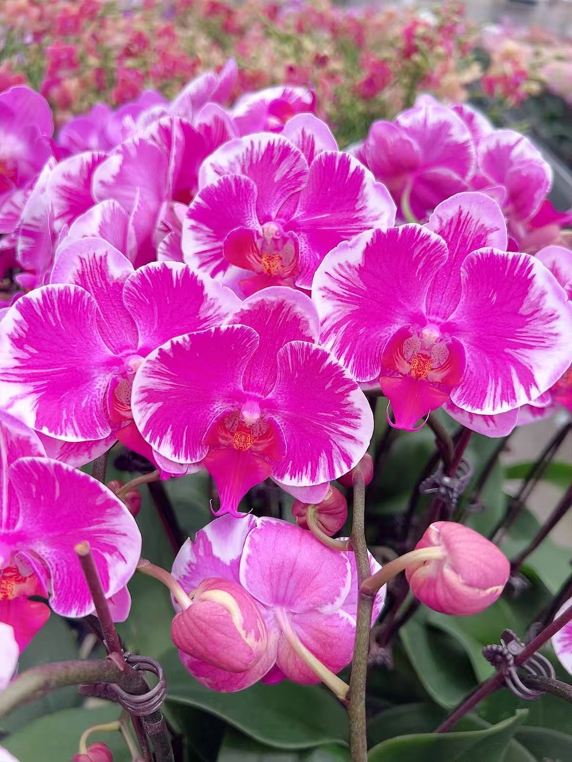 [长相思06]2.8寸紫色白闪电边中花型蝴蝶兰带花发货